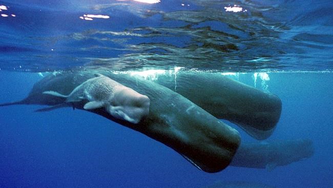 Spain creates Mediterranean Sea reserve for whale migration | iNFOnews.ca