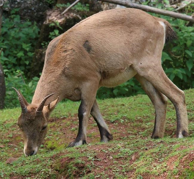 Rare goat-antelope safely back inside UK zoo | iNFOnews.ca Rare goat-antelope safely back inside UK zoo | iNFOnews.ca
