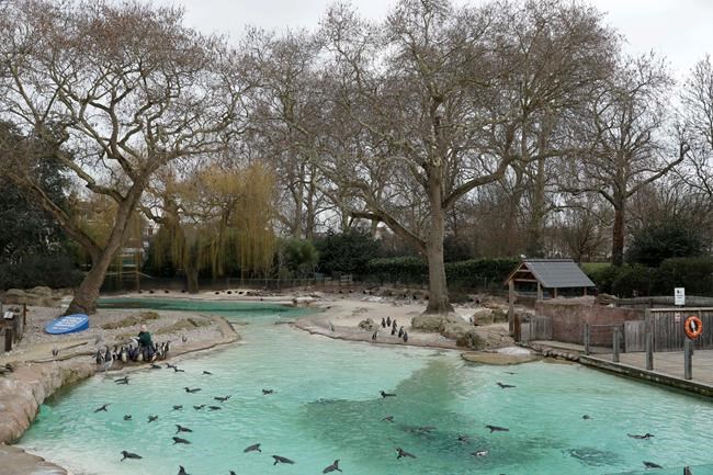 From anteaters to zebras: London Zoo counts its creatures | iNFOnews.ca