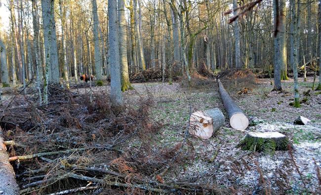 Poland glad to face EU court over logging in ancient forest | iNFOnews.ca