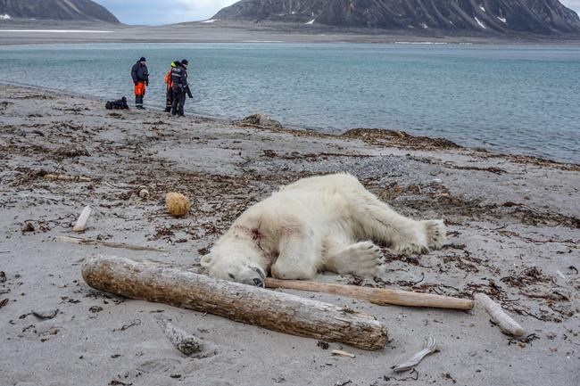 Polar bear killed after attack on Arctic cruise ship guard | iNFOnews.ca CP114378219