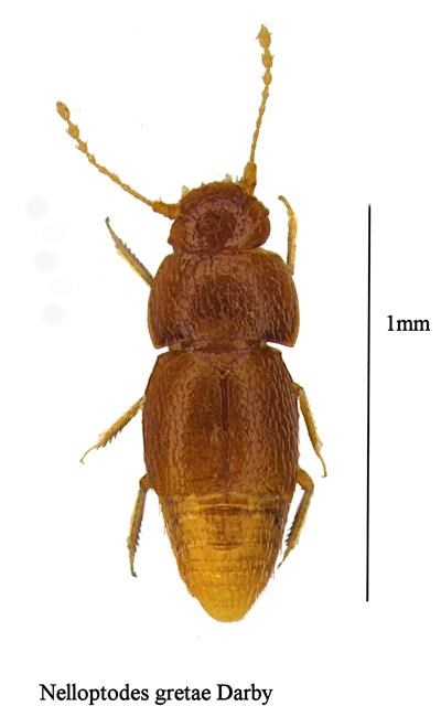 Tiny beetle named after climate activist Greta Thunberg | iNFOnews.ca