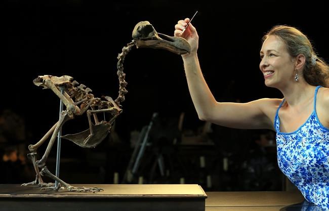 Auction house to sell composite skeleton of a dodo bird | iNFOnews.ca
