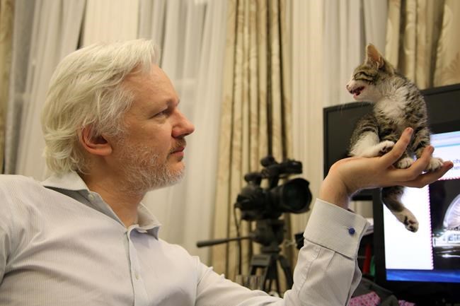 WikiLeaks' Julian Assange gets kitten to keep him company | iNFOnews.ca WikiLeaks' Julian Assange gets kitten to keep him company | iNFOnews.ca