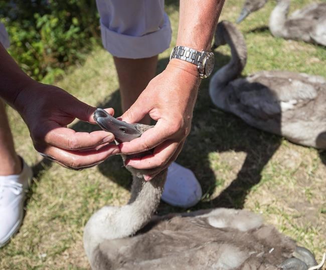Royal tradition: Counting the swans on the River Thames | iNFOnews.ca
