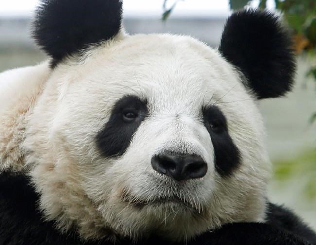 Hopes soar in Scotland: Edinburgh Zoo panda may be pregnant | iNFOnews.ca CP1176297095