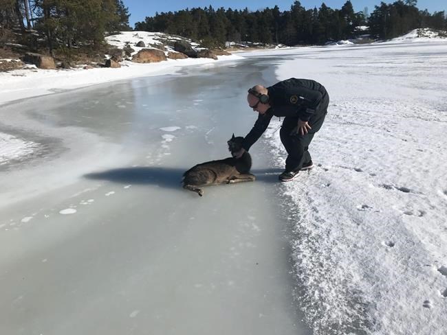 Finland: Coast guard gives unsteady fawn a hand off ice | iNFOnews.ca