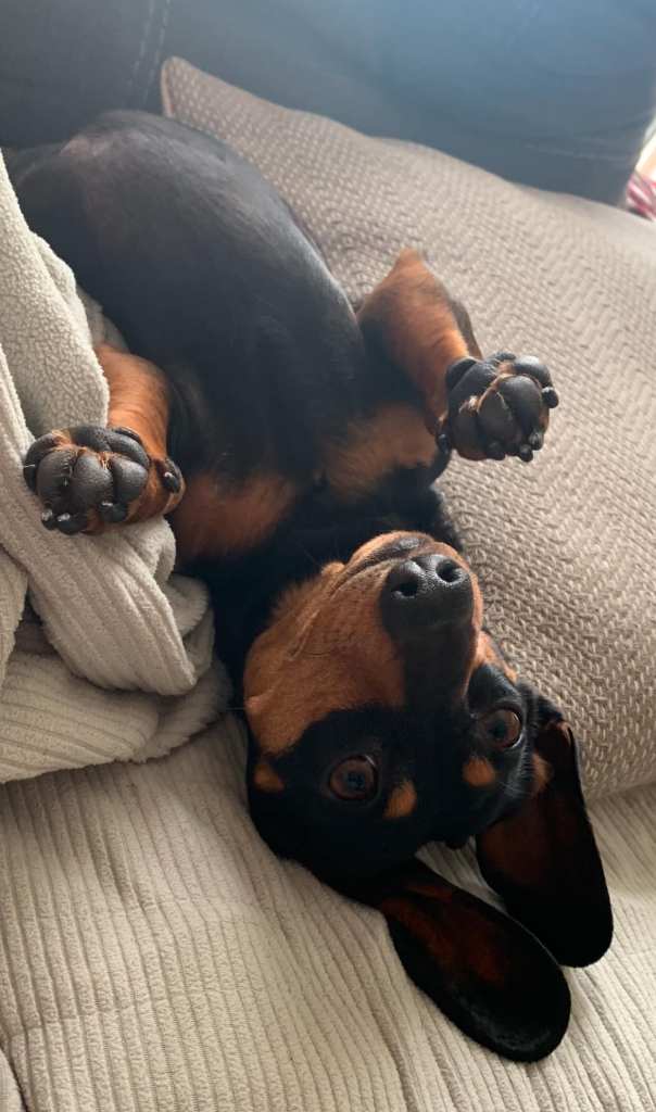 iN PHOTOS: Goof ball dogs brighten up your day in Kamloops, Okanagan | iNFOnews.ca iN PHOTOS: Goof ball dogs brighten up your day in Kamloops, Okanagan | iNFOnews.ca