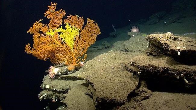 Regulators vote to protect more corals in Atlantic Ocean | iNFOnews.ca