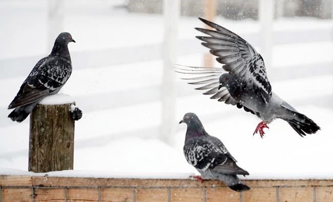 Taxpayers are asked to support falcons, fight pigeon poop | iNFOnews.ca
