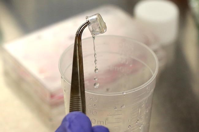 US states join global push to ban animal-tested cosmetics | iNFOnews.ca