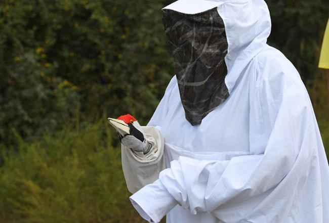 Last of whooping cranes departs Maryland breeding program | iNFOnews.ca