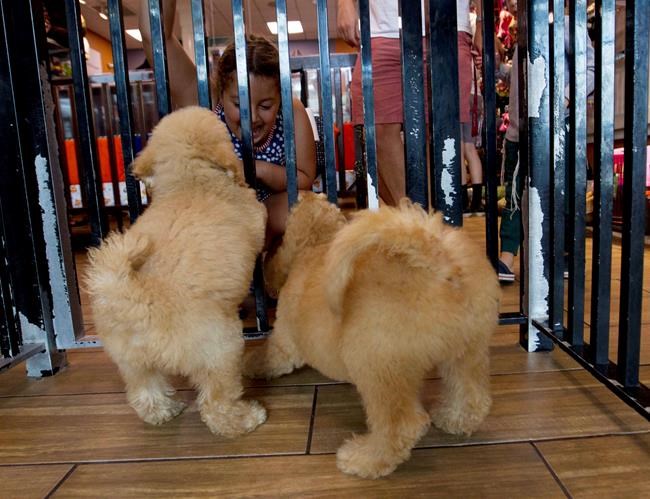 Maryland pet stores sue to block state ban on dog, cat sales | iNFOnews.ca