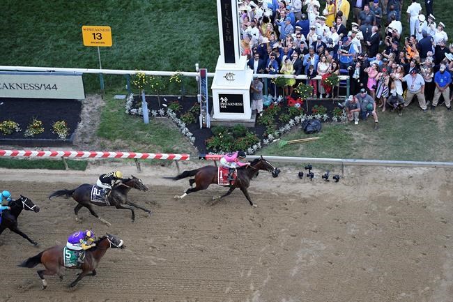 War of Will wins Preakness featuring riderless running horse | iNFOnews.ca