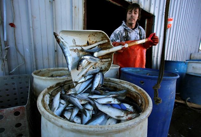 Green groups, fishermen at odds over new rules on small fish | iNFOnews.ca