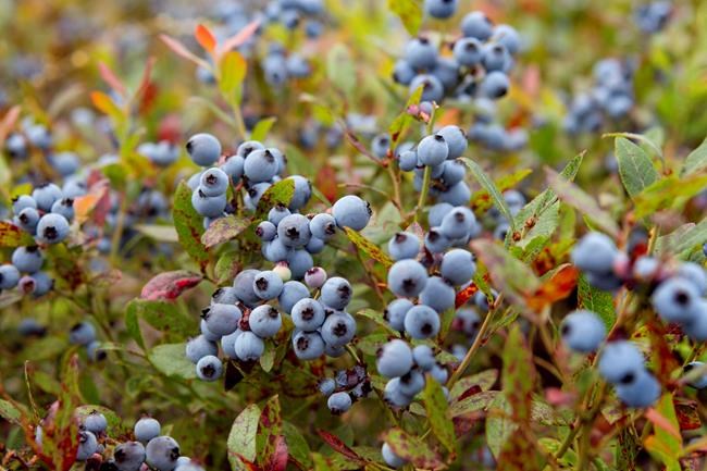 US government agrees to help Maine wild blueberry industry | iNFOnews.ca