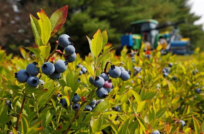 Feds to complete purchase of Maine blueberries | iNFOnews.ca