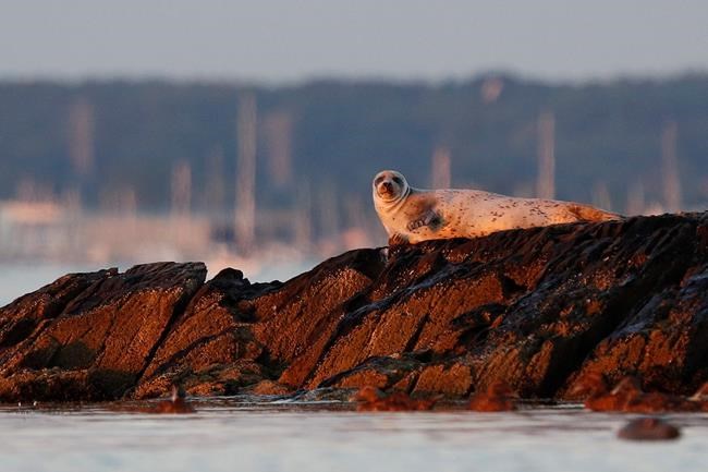 More seals means learning to live with sharks in New England | iNFOnews.ca More seals means learning to live with sharks in New England | iNFOnews.ca