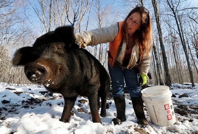 Race to save rare breed of pig hinges on eating them | iNFOnews.ca Race to save rare breed of pig hinges on eating them | iNFOnews.ca