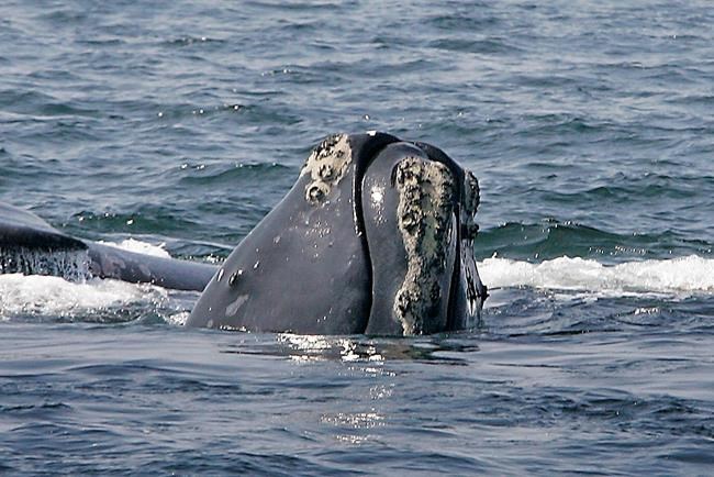 Officials: Whales, after deadly year, could become extinct | iNFOnews.ca