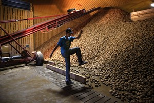 A break from school, and a lesson in hard work, for teen farmhands during potato harvest | iNFOnews.ca CP30126817