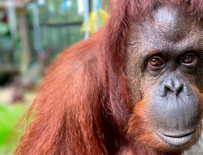 Orangutan granted 'personhood' settles into new Florida home | iNFOnews.ca Orangutan granted 'personhood' settles into new Florida home | iNFOnews.ca