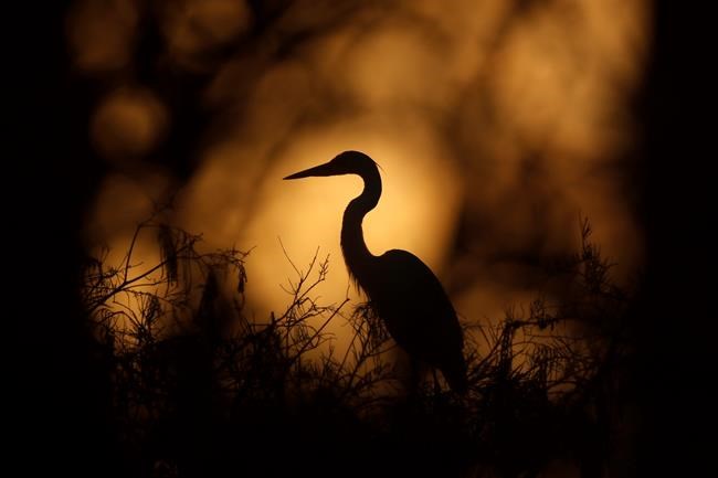 US gives Florida wider authority over wetland development | iNFOnews.ca US gives Florida wider authority over wetland development | iNFOnews.ca