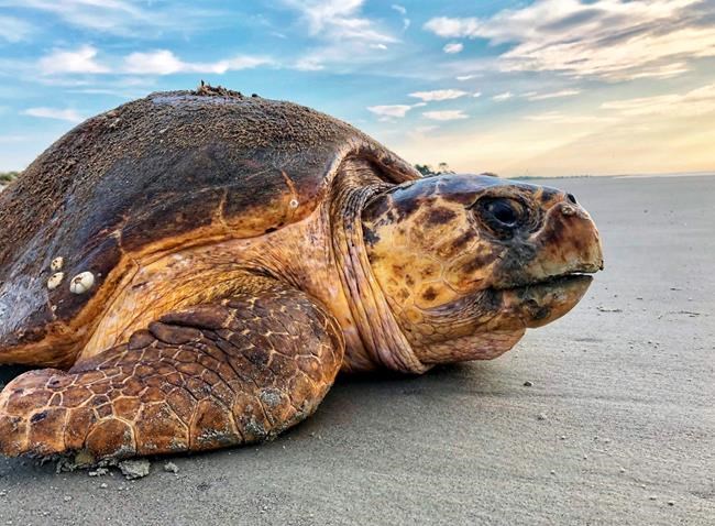 Rare sea turtles smash nesting records in Georgia, Carolinas | iNFOnews.ca CP308240104