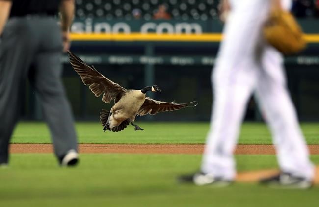 Attempt to remove goose from baseball stadium ends in chaos | iNFOnews.ca