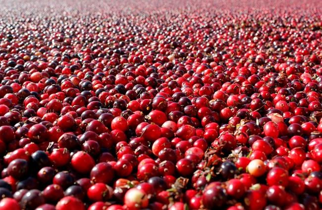 Cranberries squashed as folk remedy for urinary infections | iNFOnews.ca