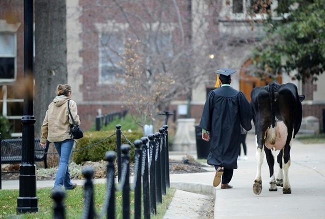 Cow steals spotlight at student's graduation photo shoot | iNFOnews.ca