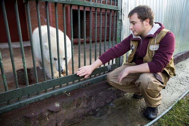 Russian military flies polar bear from far east to Moscow | iNFOnews.ca