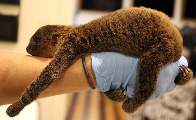 Boy or girl? It's a sloth, so we don't know yet | iNFOnews.ca