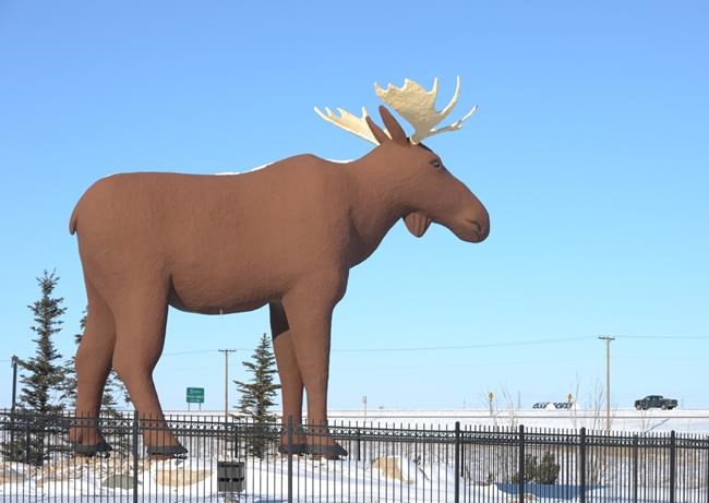 Moose truce: Norway cedes title of tallest ungulate back to Saskatchewan city | iNFOnews.ca CP2014604074