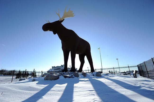 My moose is bigger than your moose: Norwegian politician to visit Saskatchewan | iNFOnews.ca My moose is bigger than your moose: Norwegian politician to visit Saskatchewan | iNFOnews.ca
