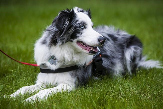 Glacier National Park using bark ranger to keep goats wild | iNFOnews.ca