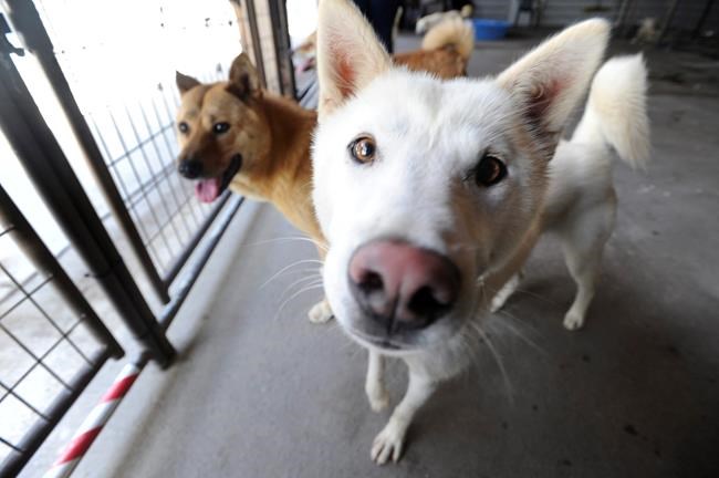 Humane Society takes South Korean dogs being kept for meat | iNFOnews.ca