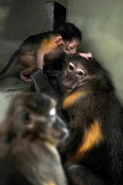Rare golden-bellied mangabey monkey born at Budapest Zoo | iNFOnews.ca Rare golden-bellied mangabey monkey born at Budapest Zoo | iNFOnews.ca
