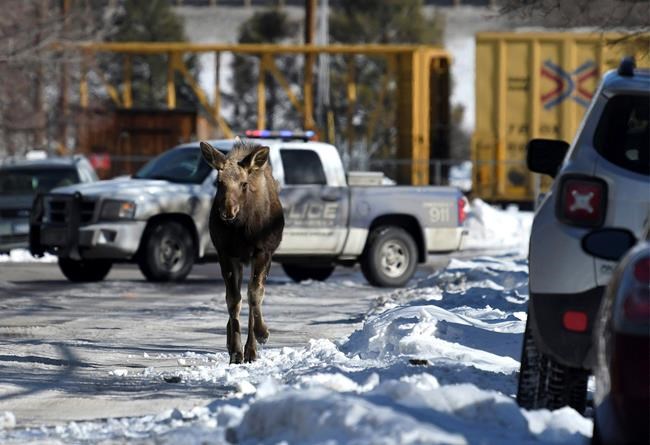 The Latest: Officials remove moose from downtown Missoula | iNFOnews.ca