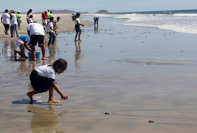 As turtles released on Mexican beach, thieves steal eggs | iNFOnews.ca