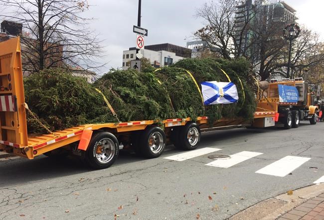 Hundreds gather to watch Halifax send off its annual Tree for Boston | iNFOnews.ca CP1979986157