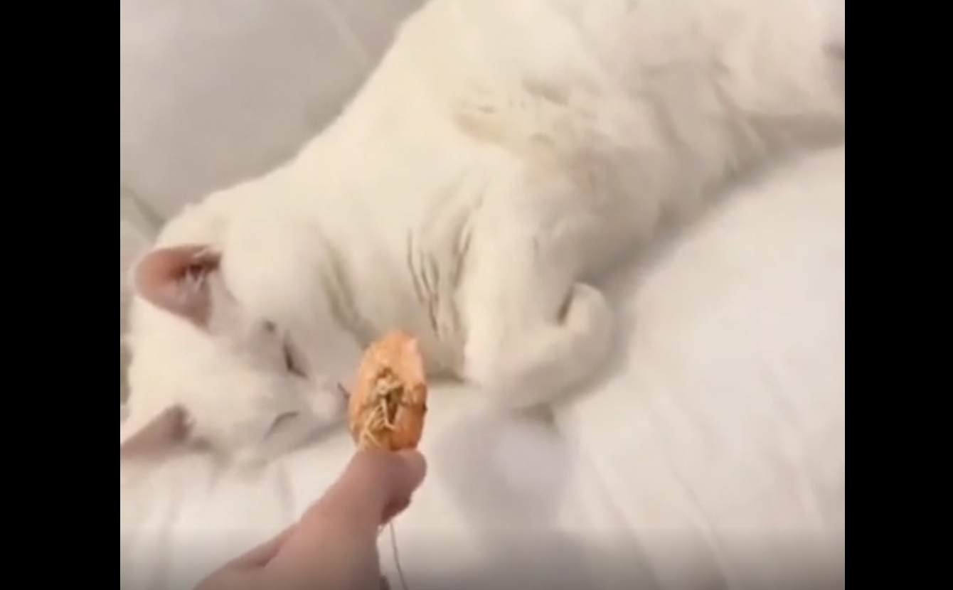 TRENDING NOW: Turns out there are two kinds of cats | iNFOnews.ca TRENDING NOW: Turns out there are two kinds of cats | iNFOnews.ca