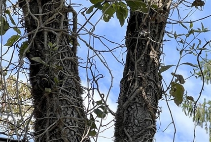 Invasive and ubiquitous, English ivy can hurt trees and plants. Removing it isn't easy | iNFOnews.ca Invasive and ubiquitous, English ivy can hurt trees and plants. Removing it isn't easy | iNFOnews.ca