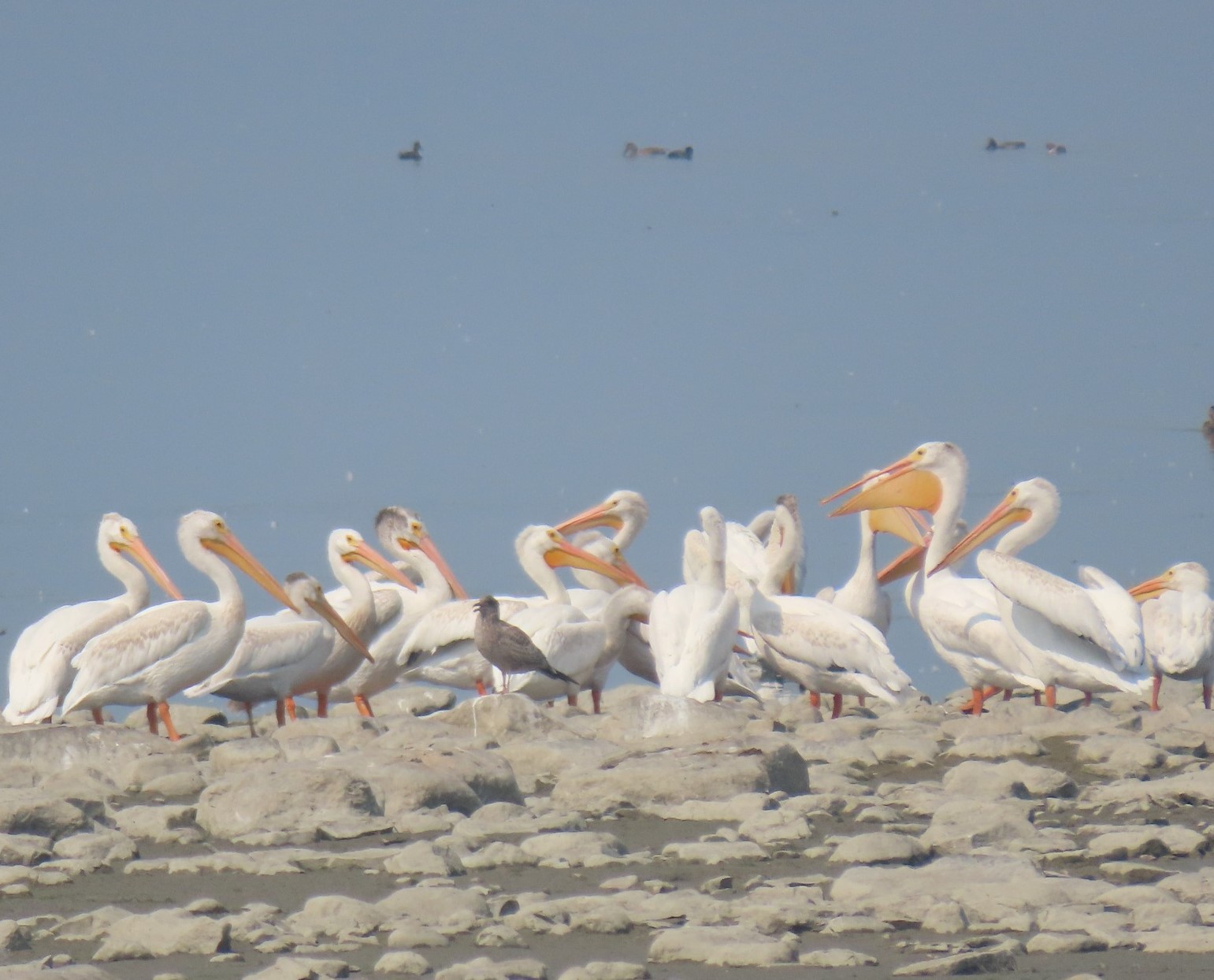 iN PHOTOS: Pelicans pause migration to play and eat on Interior lakes | iNFOnews.ca iN PHOTOS: Pelicans pause migration to play and eat on Interior lakes | iNFOnews.ca