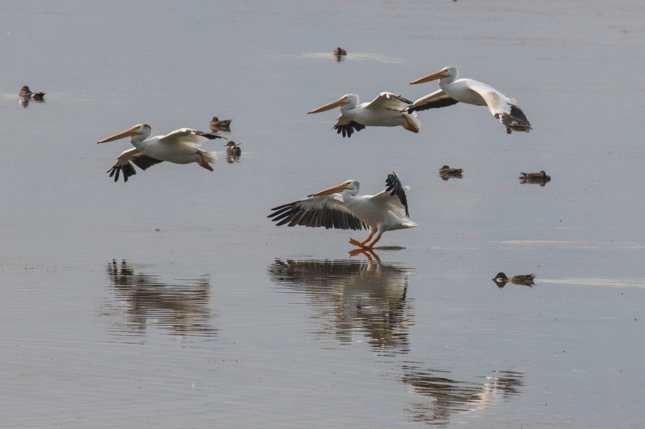 iN PHOTOS: Pelicans pause migration to play and eat on Interior lakes | iNFOnews.ca iN PHOTOS: Pelicans pause migration to play and eat on Interior lakes | iNFOnews.ca