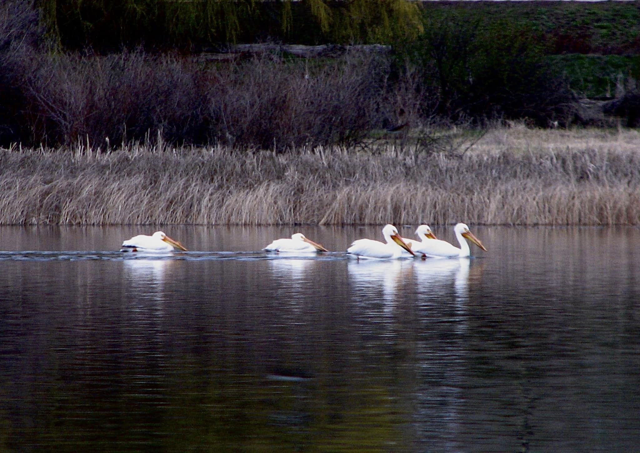 iN PHOTOS: Pelicans pause migration to play and eat on Interior lakes | iNFOnews.ca iN PHOTOS: Pelicans pause migration to play and eat on Interior lakes | iNFOnews.ca