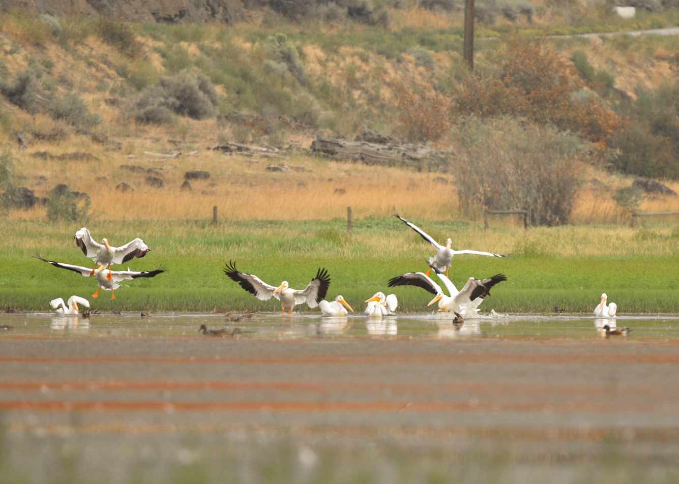 iN PHOTOS: Pelicans pause migration to play and eat on Interior lakes | iNFOnews.ca iN PHOTOS: Pelicans pause migration to play and eat on Interior lakes | iNFOnews.ca