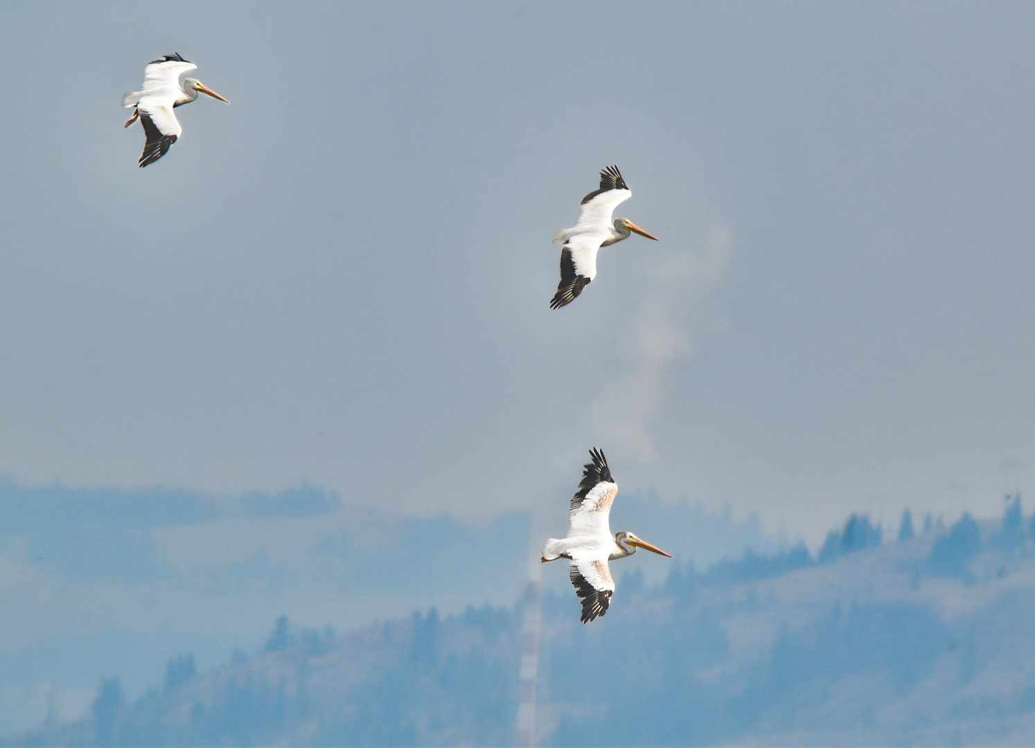 iN PHOTOS: Pelicans pause migration to play and eat on Interior lakes | iNFOnews.ca iN PHOTOS: Pelicans pause migration to play and eat on Interior lakes | iNFOnews.ca