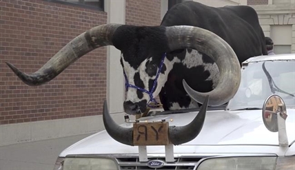 Police stop Nebraska man for bucking the law with a bull riding shotgun in his car | iNFOnews.ca Police stop Nebraska man for bucking the law with a bull riding shotgun in his car | iNFOnews.ca