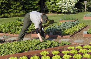 Small garden? Limited water? Tips for getting the most yield from your garden | iNFOnews.ca